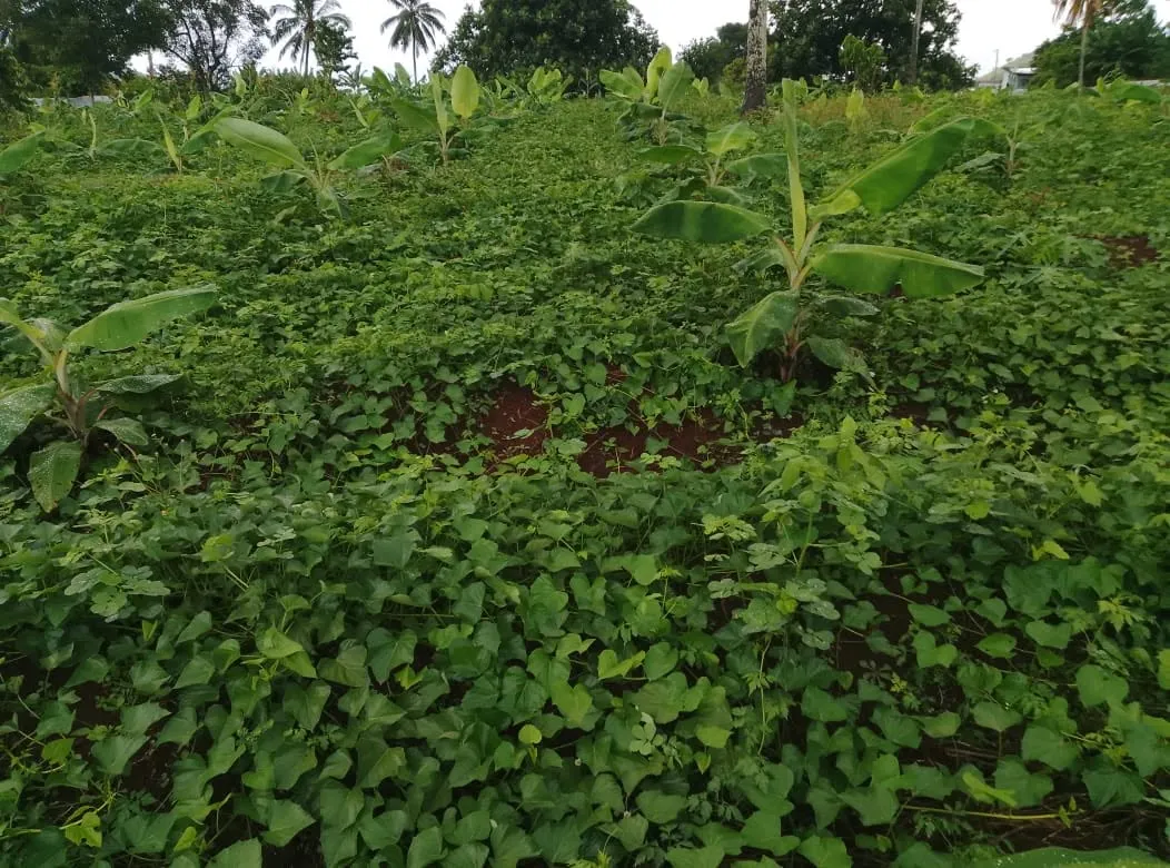 Shamba la mindru na mimeya ya shakula Sadani Mboinkou